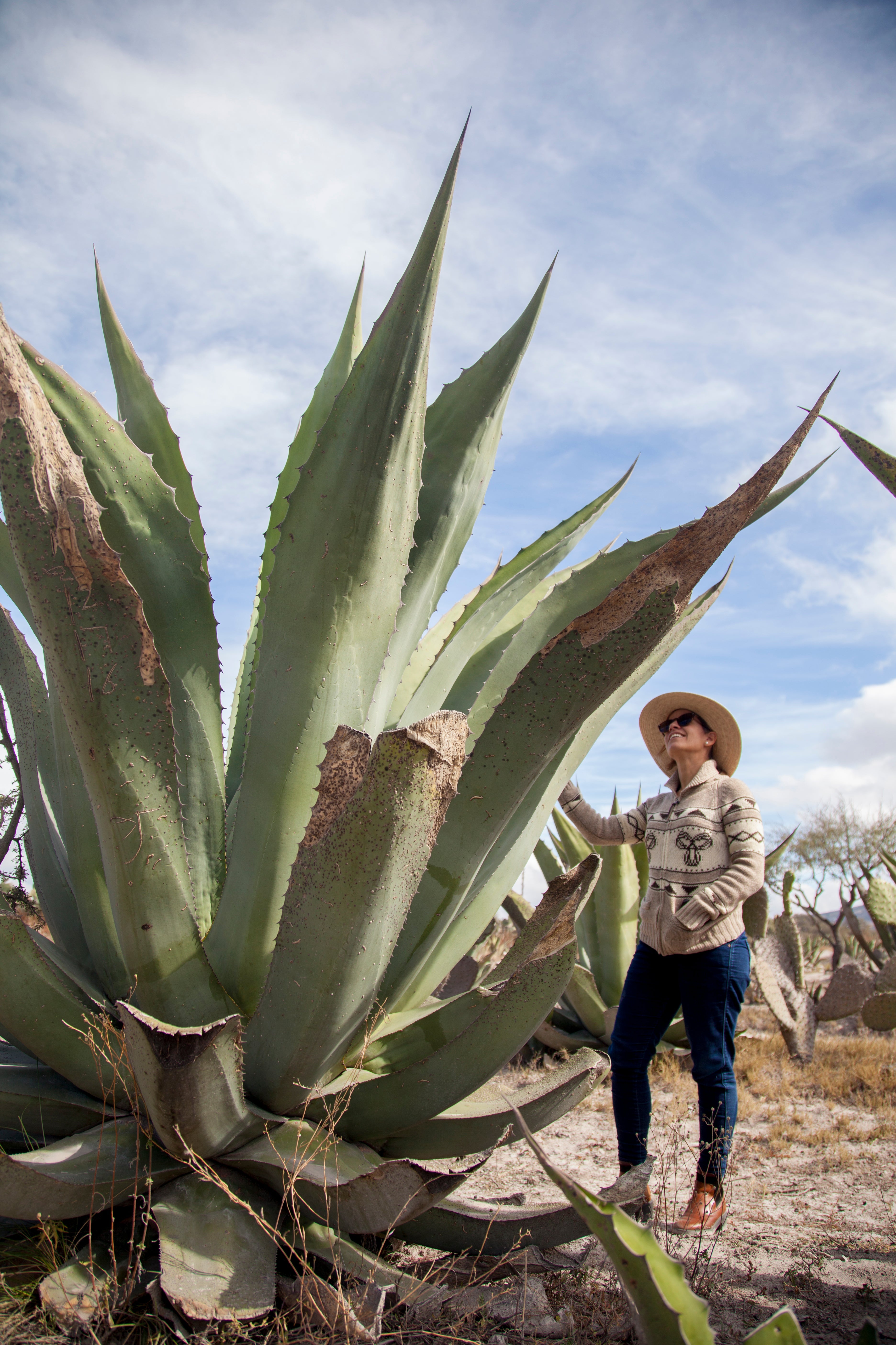 Discover the Natural Power of Agave with Sayula